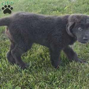 Ashley, Newfoundland Puppy